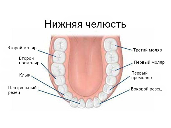 Нижняя челюсть человека, премоляры и моляры