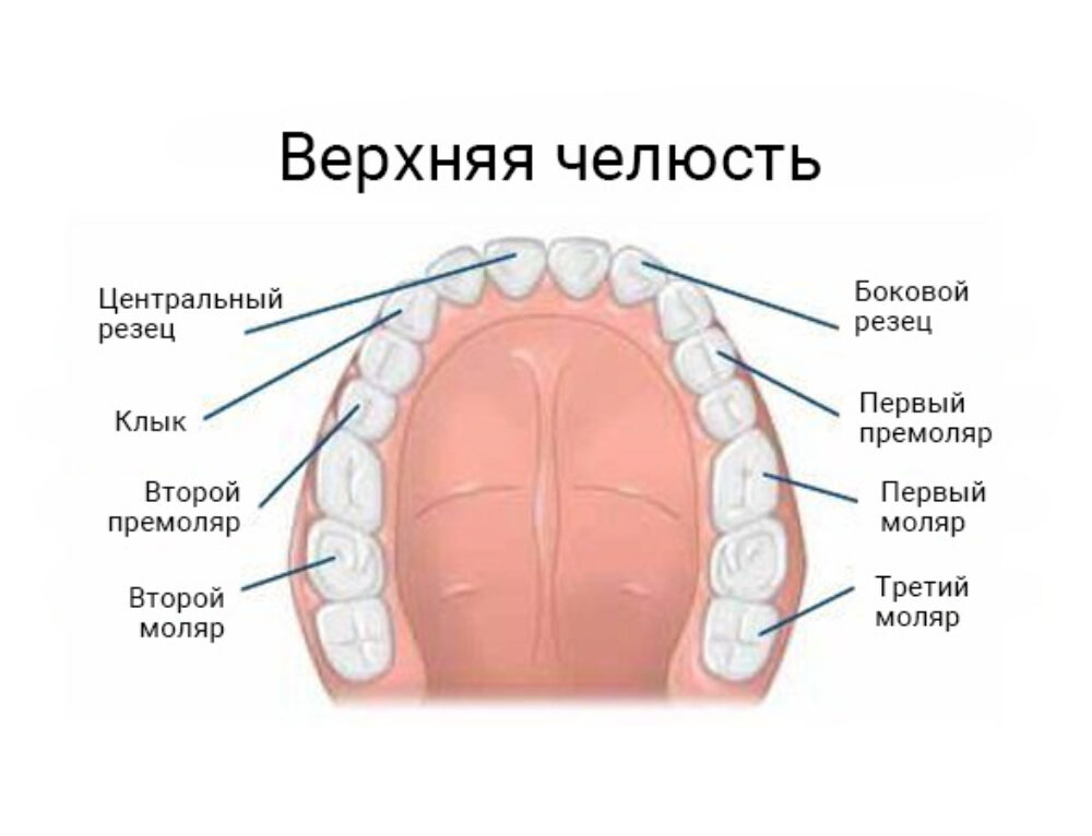 Верхний Глазной Зуб Где Находится Фото