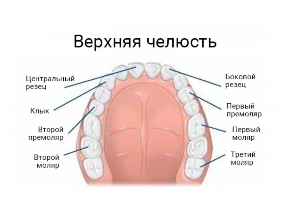 Клык сверху зубов. Зубы моляры премоляры резцы. Премоляры и моляры верхней челюсти. Моляр зуб верхней челюсти. Резцы клыки премоляры.