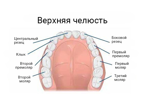 Верхняя челюсть человека, премоляры и моляры