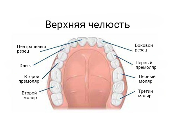 Верхняя челюсть